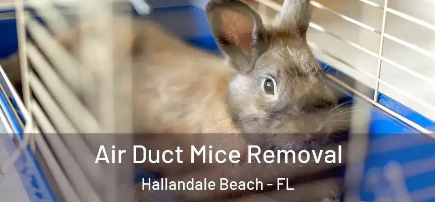 Air Duct Mice Removal Hallandale Beach - FL