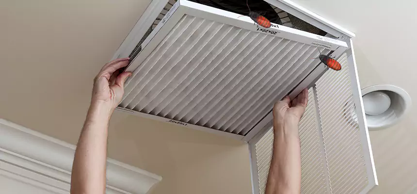 Our Insect Removal from Air Ducts Services in Hallandale Beach, FL